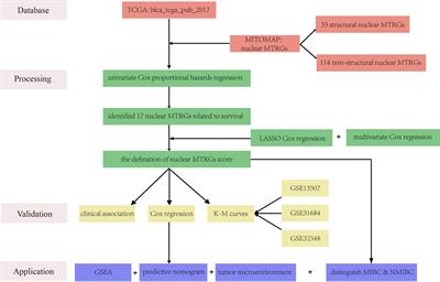 Identification of a Nuclear Mitochondrial-Related Multi-Genes Signature to Predict the Prognosis of Bladder Cancer